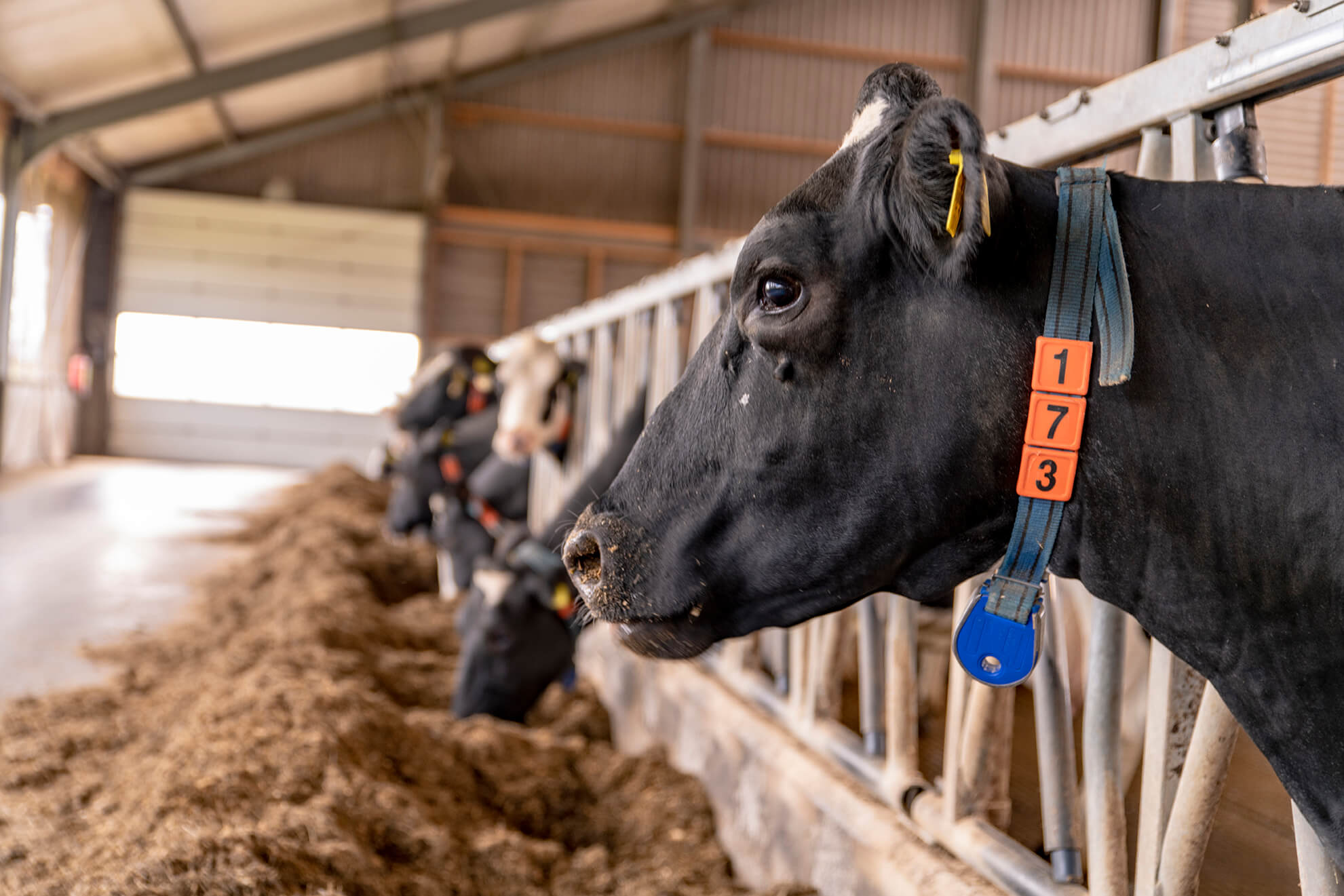 Schelhaas Makelaardij