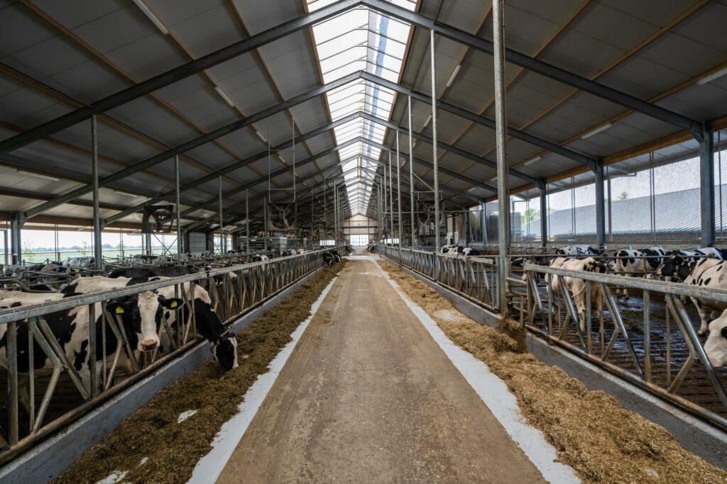 Doorkijkje in de stallen van grote boeren ondernemingen