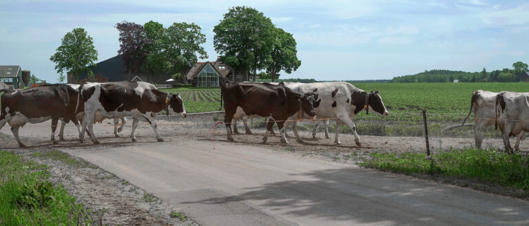 Bedrijfsverplaatsing